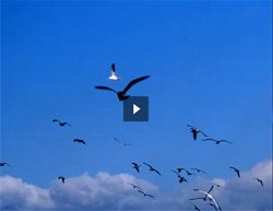 Demovideo l'air